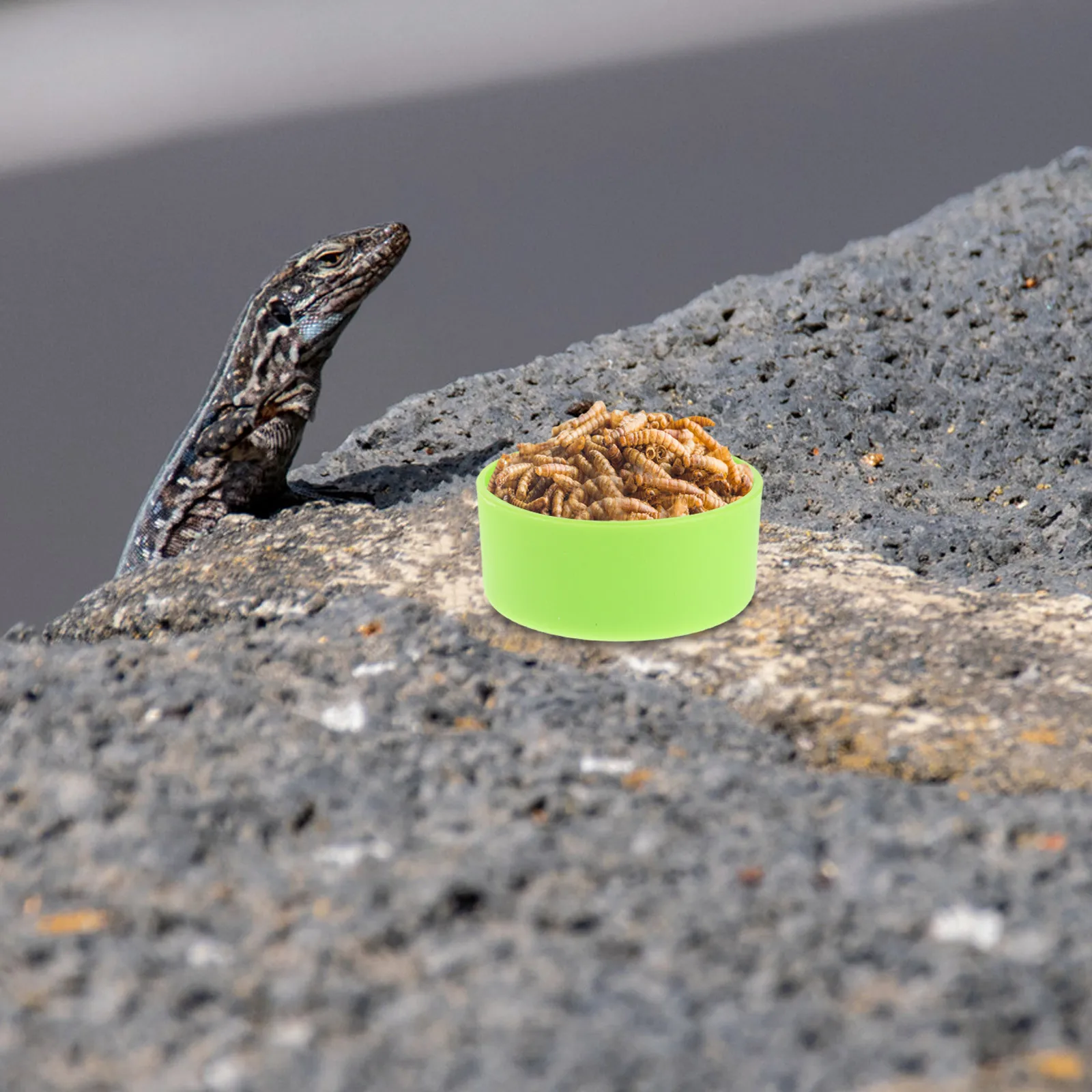 

30pcs Reptile Feeding Bowls For Bearded Dragon Gecko Tarantula Chameleon Hermit Crab Lizard Frog Spider Tortoise Small Animal