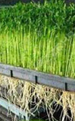 Hydroponic big 500kg daily output animals hydroponic fodder barley sprouting machine