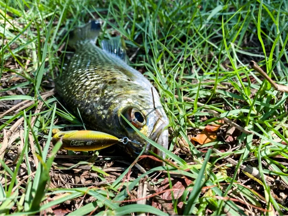 TSURINOYA 4 cm 3,3 g Angelköder Topwater Popper CATCHER 40F Hundespaziergang Action Harter Köder Leichtes Spiel Bass Rockfish Großes Mausmodell – Detail 21