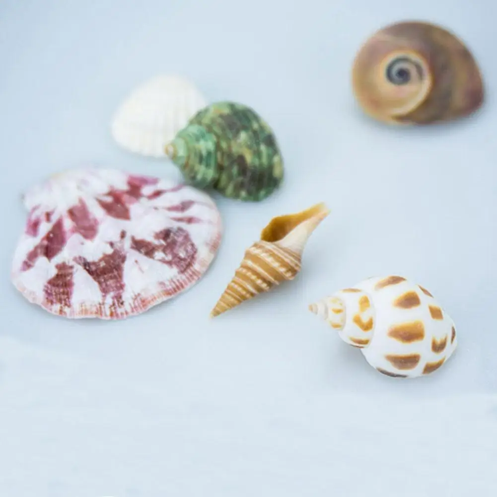 100 gr/beutel Gemischte Meer Strand Muscheln Handwerk Muscheln Mini Natürliche Muschel Mais Schraube DIY Aquarium Landschaft Dekor Foto Requisiten – Detail 6