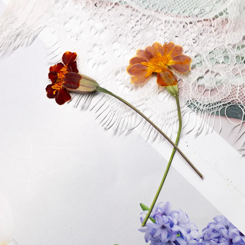 100Pcs Marigold Real Flower Pressed Flower Teaching Materials for Children Plant Specimen Materials Resin Dried Flowers Phone Case DIY