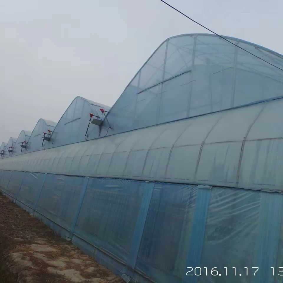 

Customized greenhouseMulti-span Commercial Film Greenhouse for Agriculture Growing with Turnkey Project