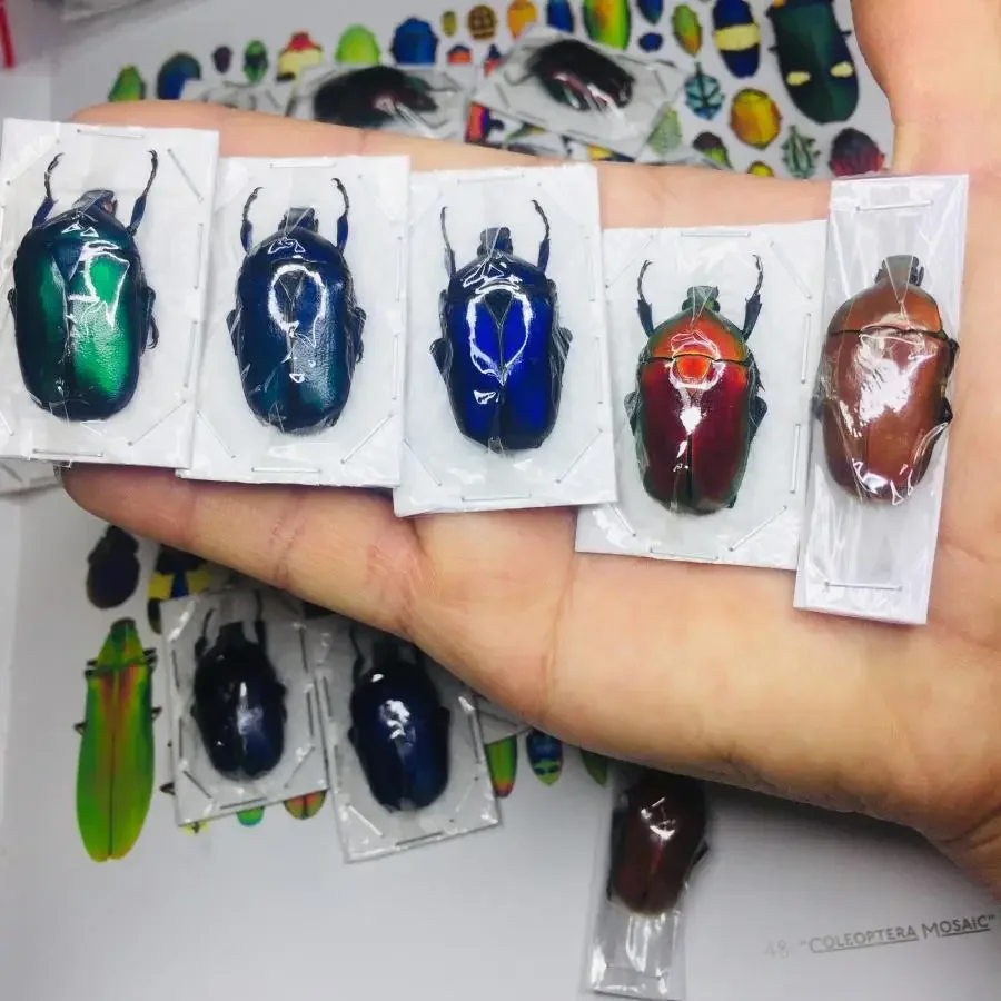 Muestras de insectos reales, múltiples variedades de insectos húmedos con pose infinita, regalos para niños, enseñanza de ciencias populares para estudiantes