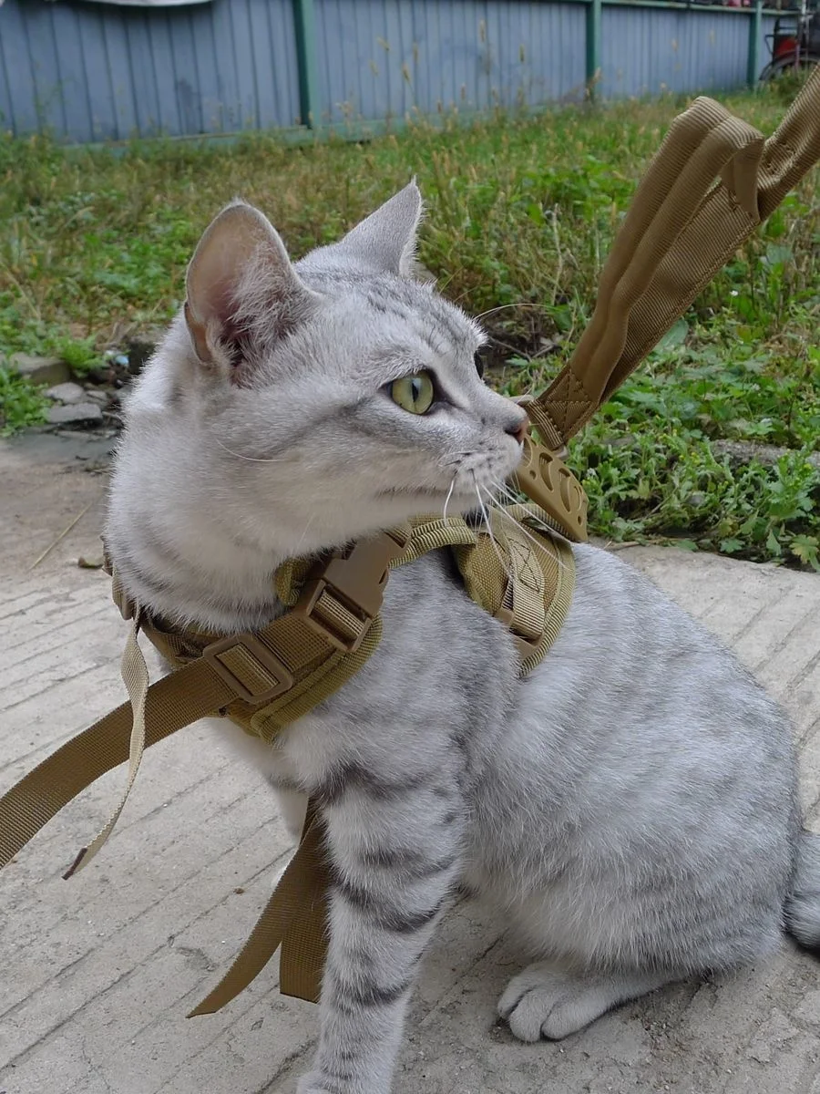 Colete tático com alça no peito para animais de estimação, Corda de tração para gatos, Roupa ao ar livre, Tipo de corrente