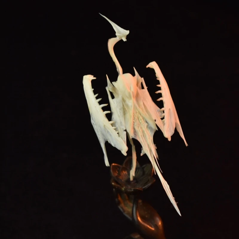 2008 Original Fish Bone Bird Tabletop Ornaments Gothic Style Real Bone Bone Specimen Decorations Birthday Gifts Creative