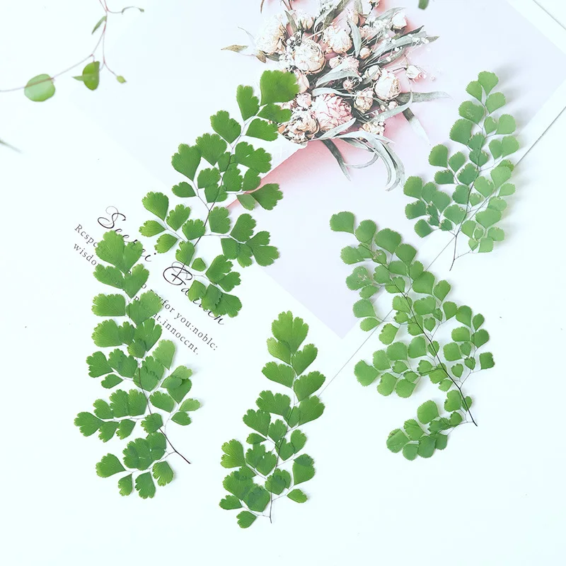 60 Pezzi di Foglie di Felce Na - Dried Flower Bookmark recensione e prezzo