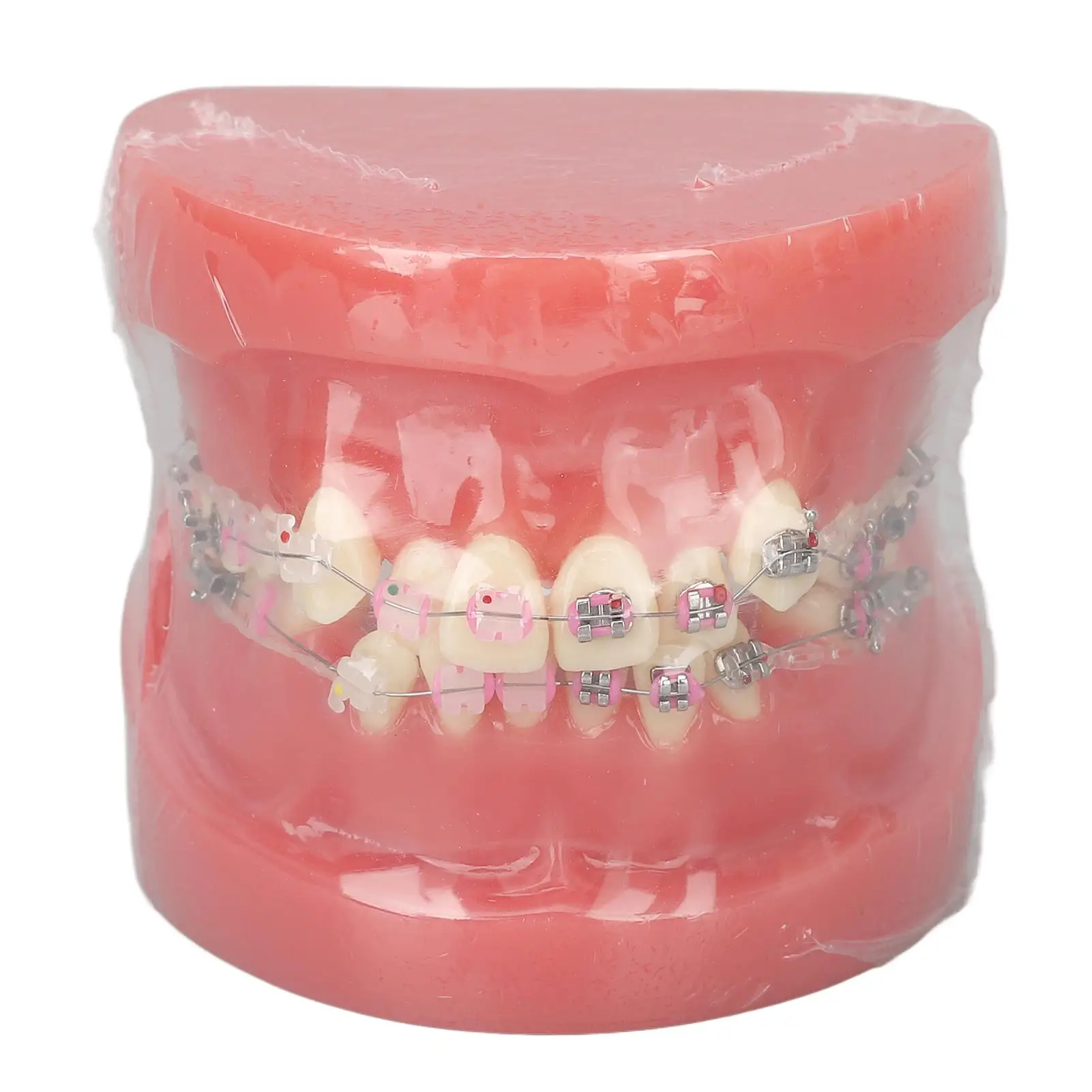 

Orthodontic for dental Model with Disassembled Metal Teeth Resin Display - Ideal for dental Labs & for dentists