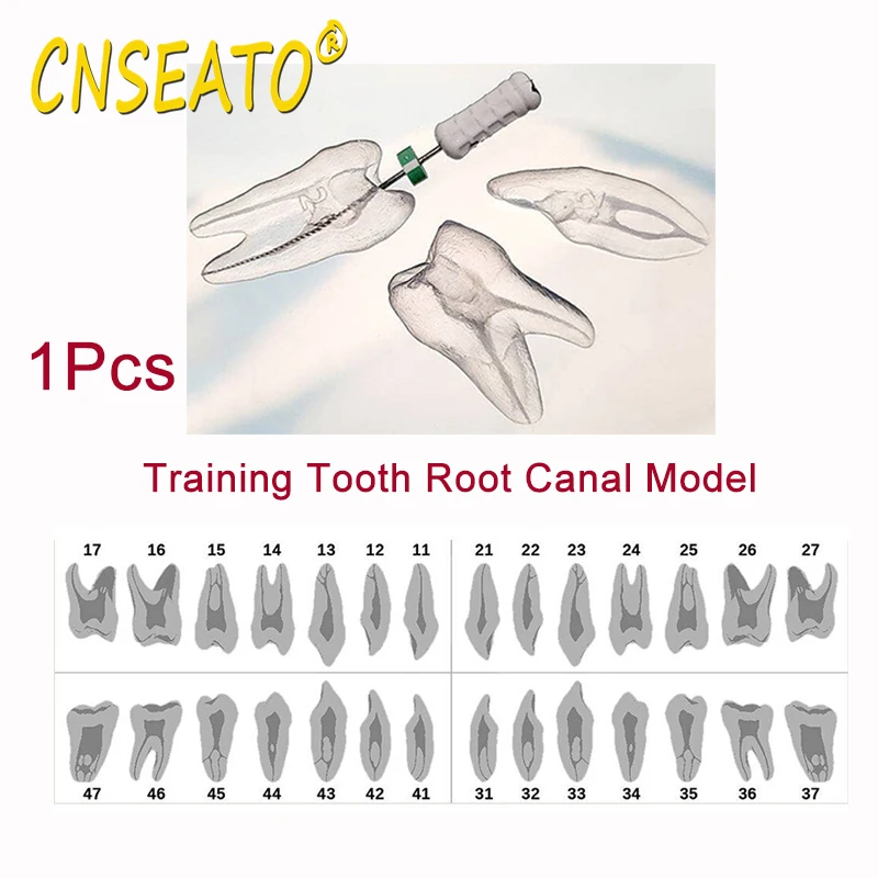 1 szt. Półprzezroczysty stomatologiczny model zębów do ćwiczeń kanałów korzeniowych do treningu endodontycznego badanie zębów wymień żywicę