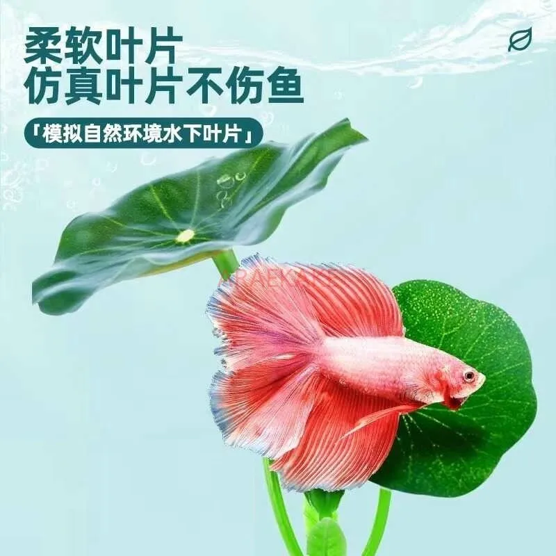 Thai small fighting fish resting, avoiding leaves, assisted spawning, dedicated sleeping bed, floating island, viewing aquarium