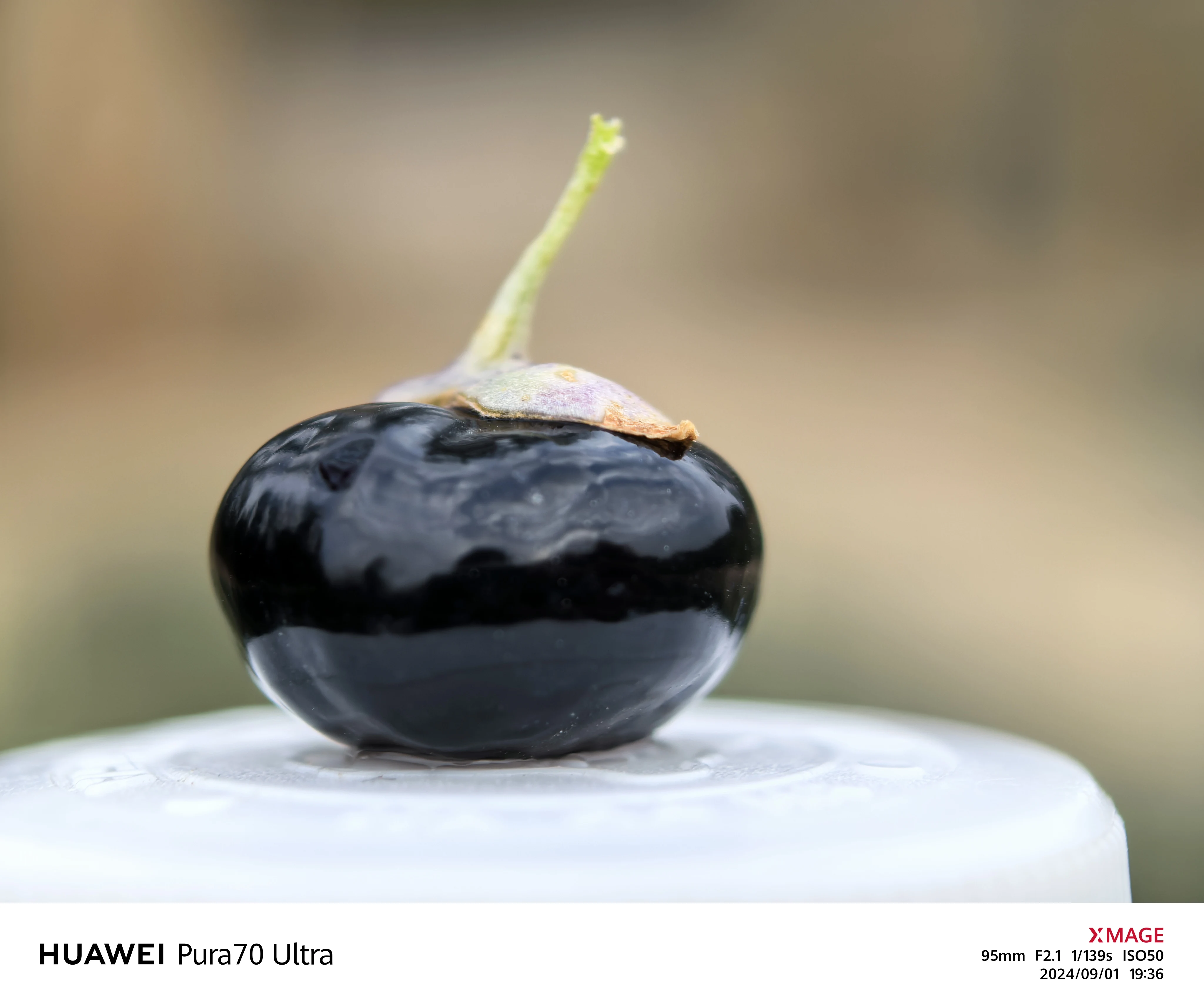 Wedding premium fruta wolfberry preto (matéria prima) pode ser negociada