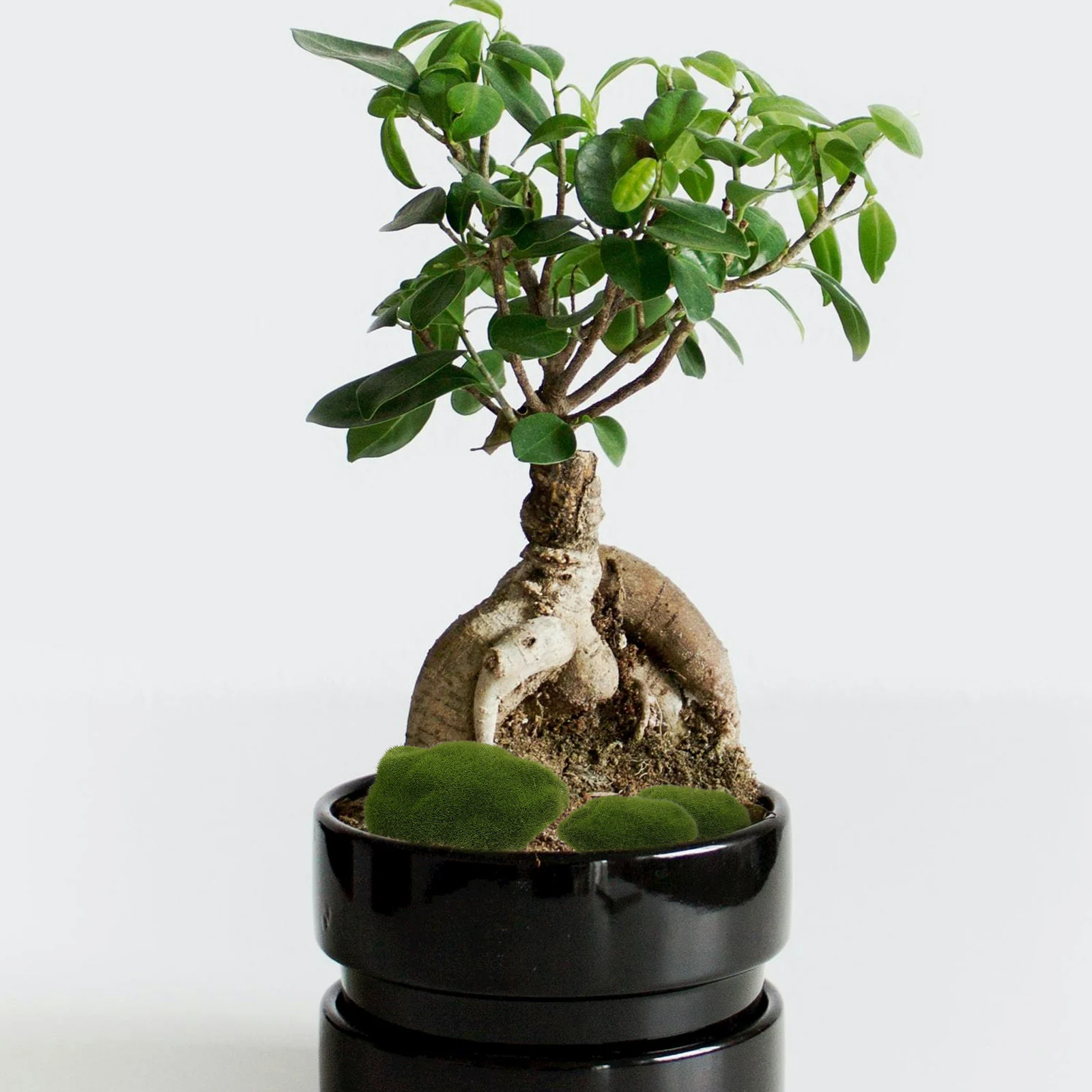 

Moss Stone Decoration Artificial Stones for Craft Lichen Decorating