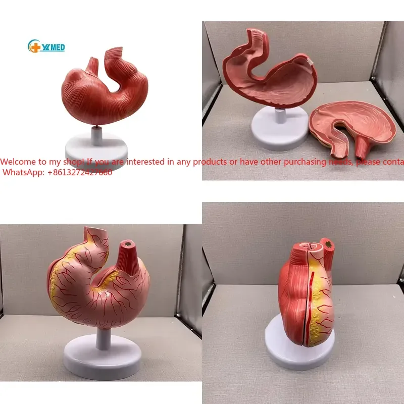 Simulation Veterinary Medical Teaching Resource Animals Anatomical Removable Pig Stomach Model