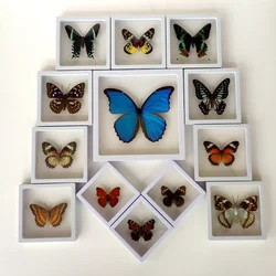 Real Insect Specimen Real Butterfly Holiday Gift Modern Simple Creative Desktop Decoration Picture Frame Specimen Birthday Gift