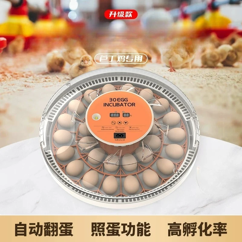 Mini Incubator Bird Egg Small Incubator, Household Type Automatic Constant-temperature Hatching 4 Eggs