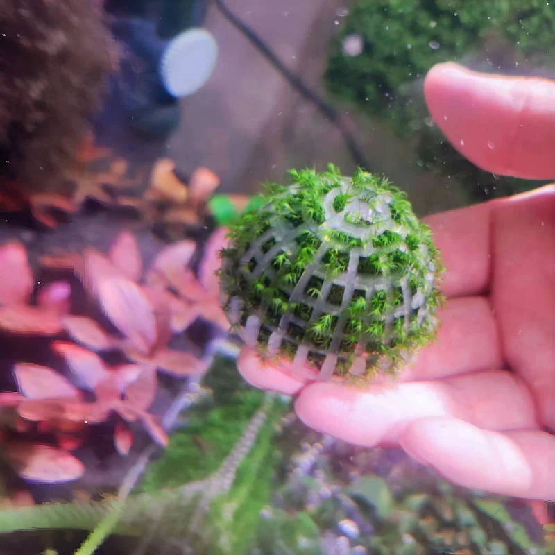 2pc Aquarium Moss Ball Holder, Fish Tank DIY Moss Ball Shape Former Modeling, Moss Ball Holder Filter for Aquarium Moss Plant