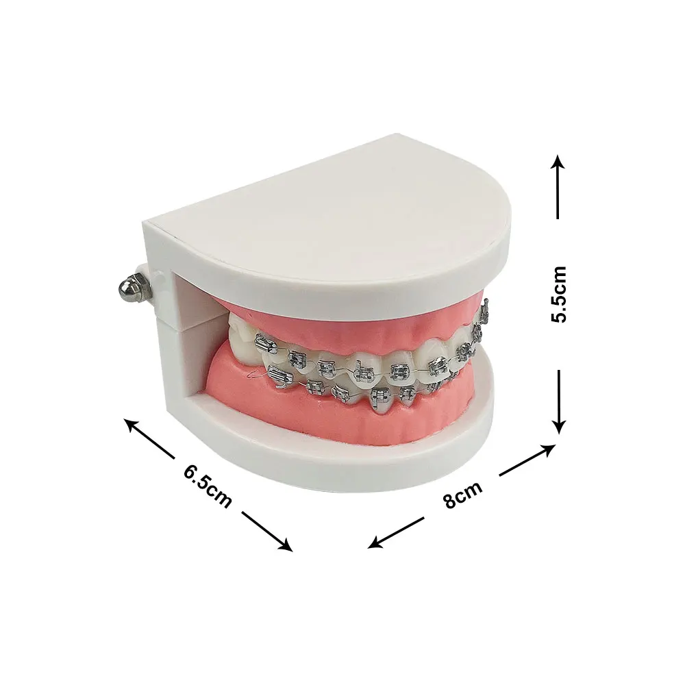 Dental ortodontyczny Model ze wspornikami standardowy Model zębów ortodontyczny metalowy ceramiczny orteza do nauczania stomatologii studiujący Demo