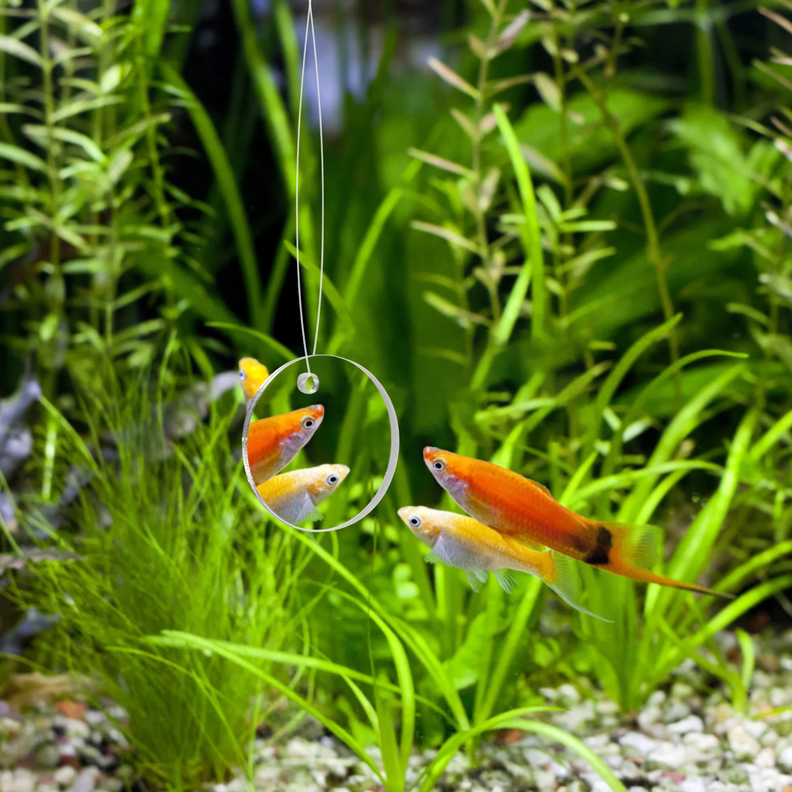 

Acrylic Betta Training Mirror Decorative Floating Toy Fish Tank Safe Material Durability Betta Mirror nament Charm Pet Supplies