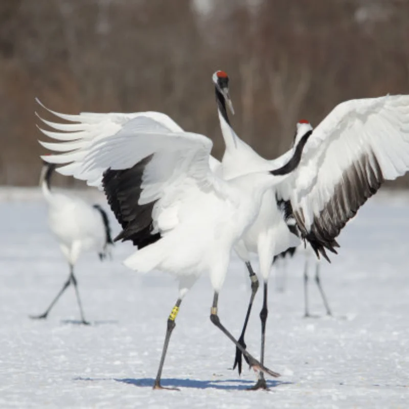 الجبهة الخلفية ألياف الكربون تعليق بين قوسين ل 1/8 6S Kraton Outsast المعادن ترقية أجزاء Rc نموذج الزاحف سيارة شاحنة عربات التي تجرها الدواب #1