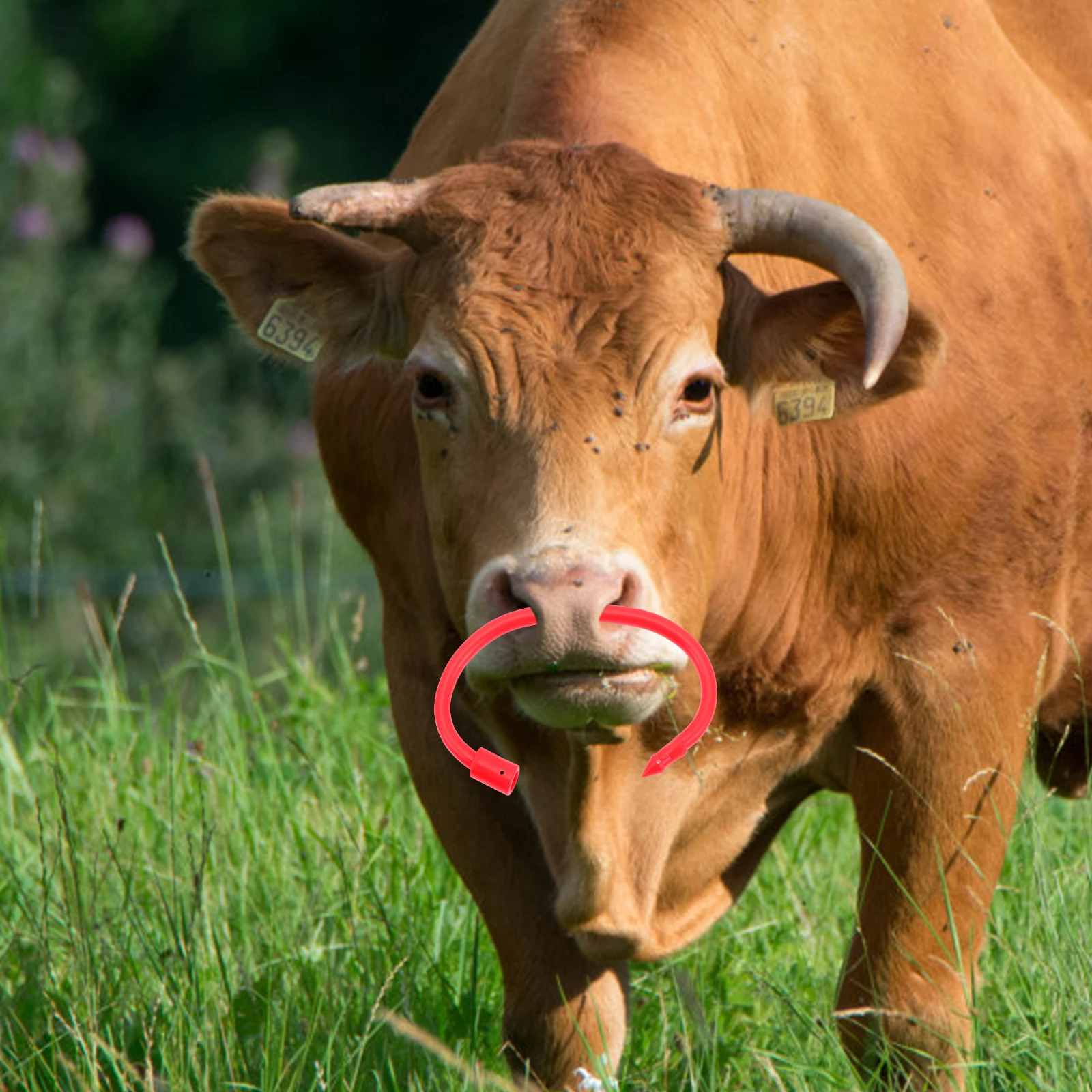 

4pcs Cow Nose Ring Durable Nylon Livestock Traction Tool Thickened Cattle Pulling Farm Animal Safe Reliable