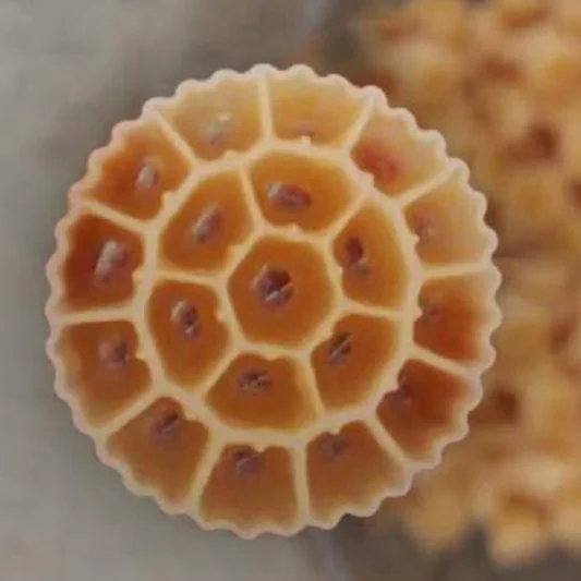 معالجة مياه الصرف الصحي MBBR Bio Filter Media Biofilm الناقل K1 K2 K3 تربية الأحياء المائية K3 Mbbr Media لمحطة معالجة مياه الصرف الصحي Mb