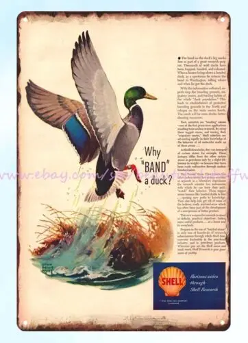 1948 Shell Oil Banded Mallard Duck Bird Sportsman Hunter metal tin sign