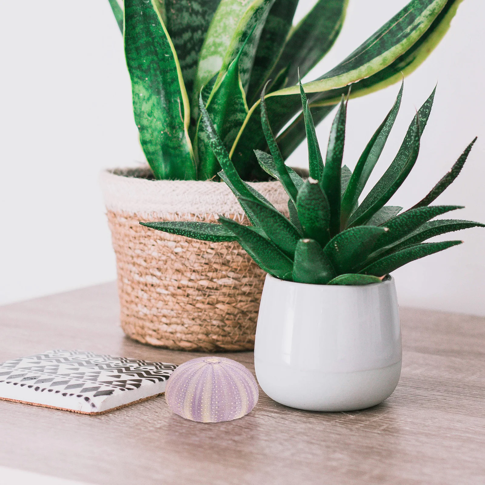 

3Pcs Sea Urchin Shell Natural Dried Small Planting Pots Air Plant Holders Desktop Succulent Containers Unique Shell Decoration
