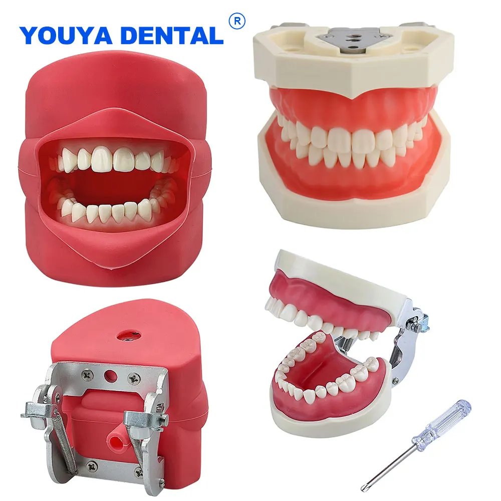 

Dental Teeth Model Practice Jaw Typodont Head Model Training Simulation Phantom Practice Silicone Mask Holder Decor Study Teach