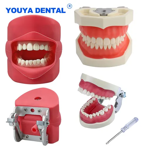 Modelo de dientes dentales, práctica de mandíbula, modelo de cabeza tipodont, simulación de entrenamiento, práctica fantasma, soporte de máscara de silicona, decoración, estudio, enseñanza