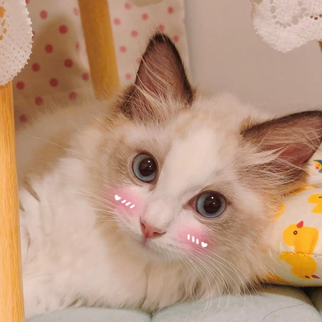 

4PCS Metal 1.9" Beadlock Wheel Rims 3 Style for 1:10 RC Crawler Car Axial SCX10 90046 TRX4 Redcat GEN8