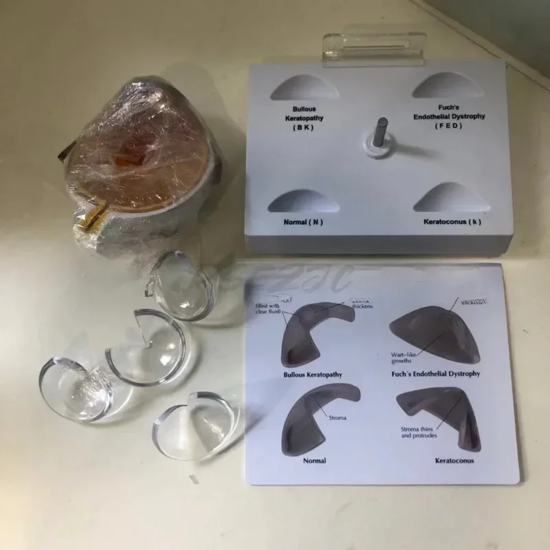 Modello per occhi Modello per malattie cororneali Specifica del libro di testo per l'insegnamento medico 12x10x8 cm