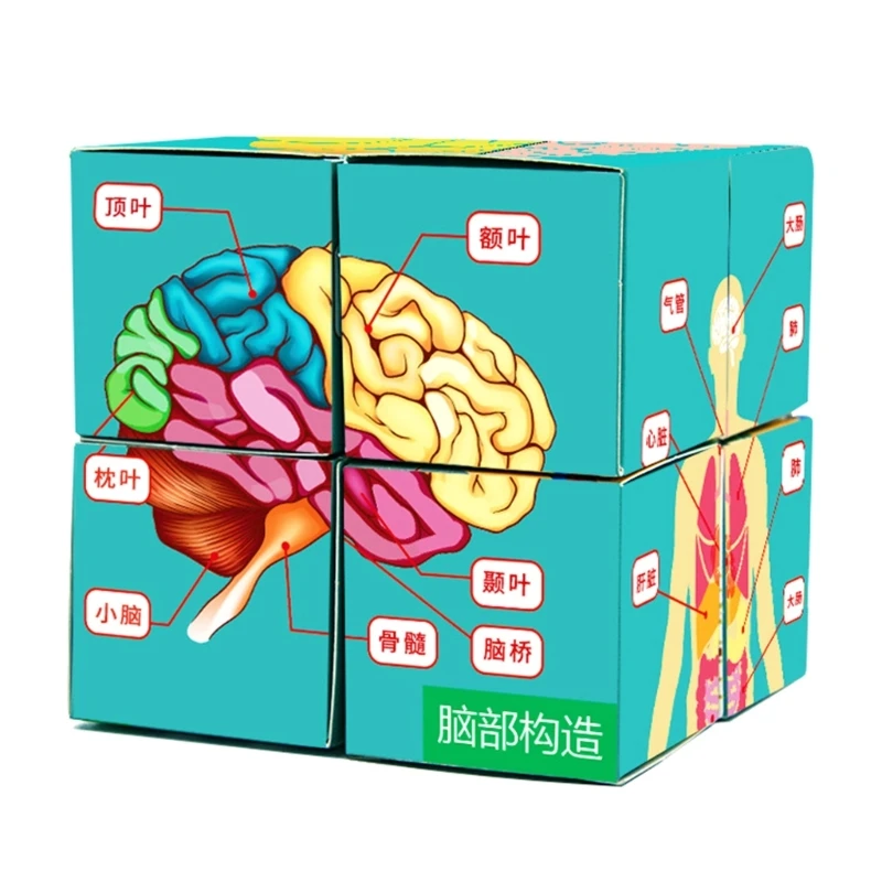 

Human Anatomy Puzzle Cube Book Human Body Kid Children Science Development Toy Dropship