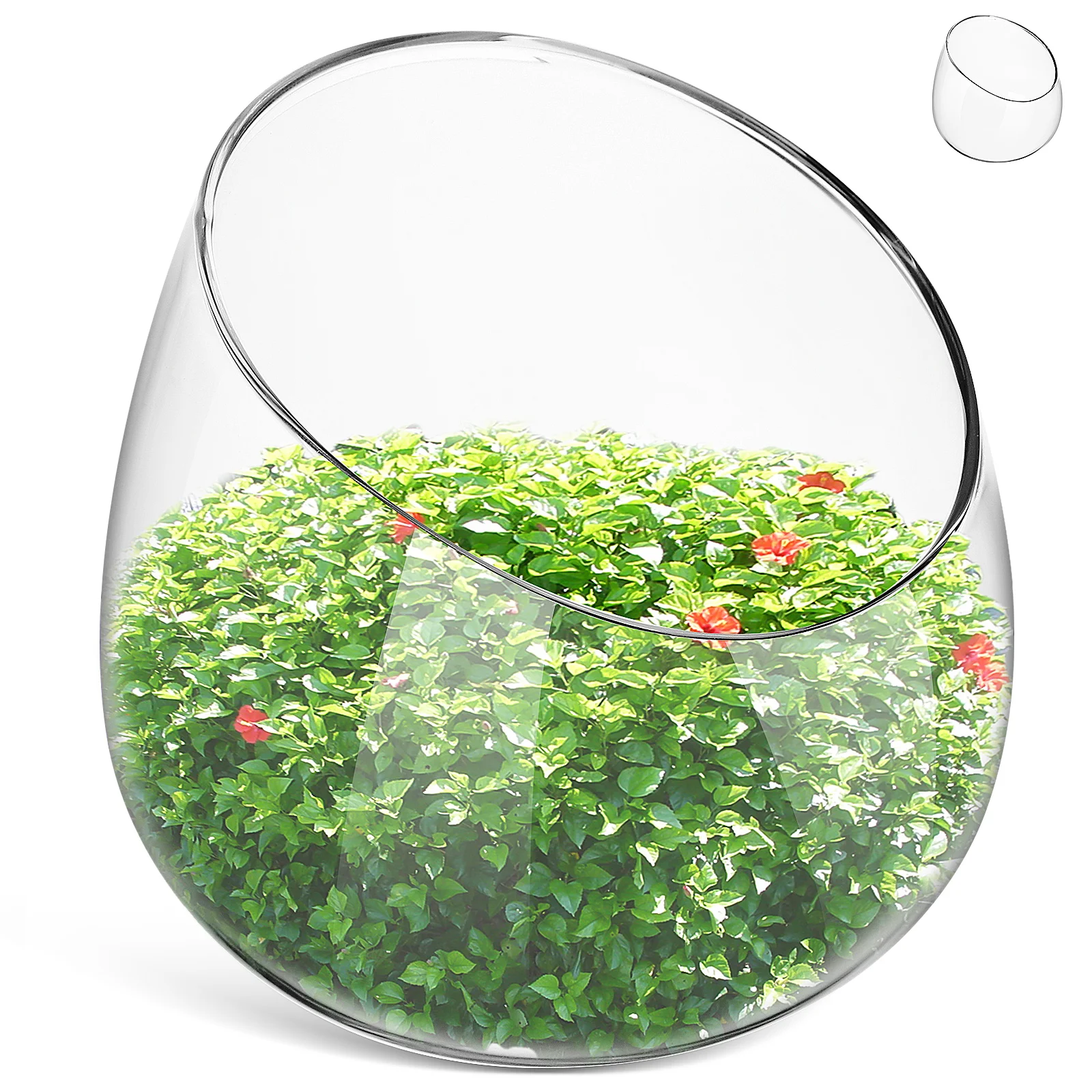 

Clear Glass Bowl Vase Slanted Design Decorative Indoor Succulent Planter Terrarium Container Home Office Decor