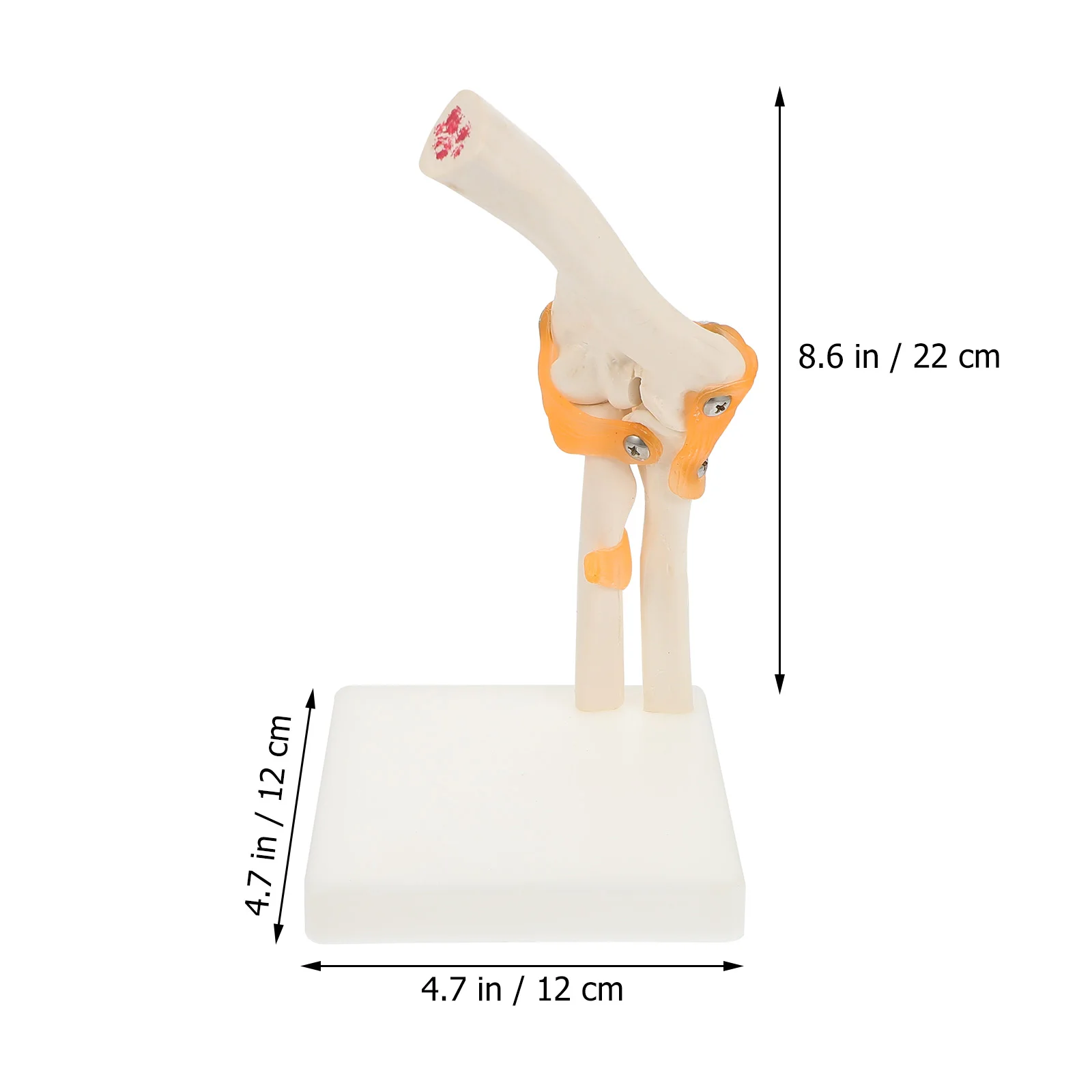 1 Pc Elbow Joint Model Human Model Human Elbow Bone Elbow Model Ancon Joint Model Elbow Bone Model