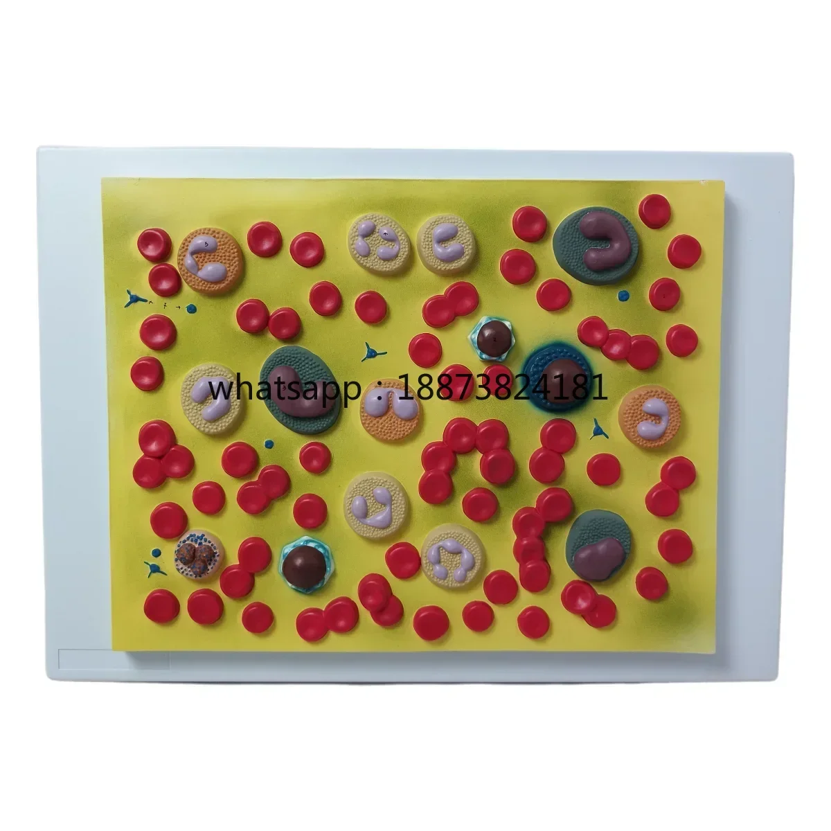Medical Science Teaching Resources Biology Education Simulates Demonstration Enlarged 2000 Times fast shipping