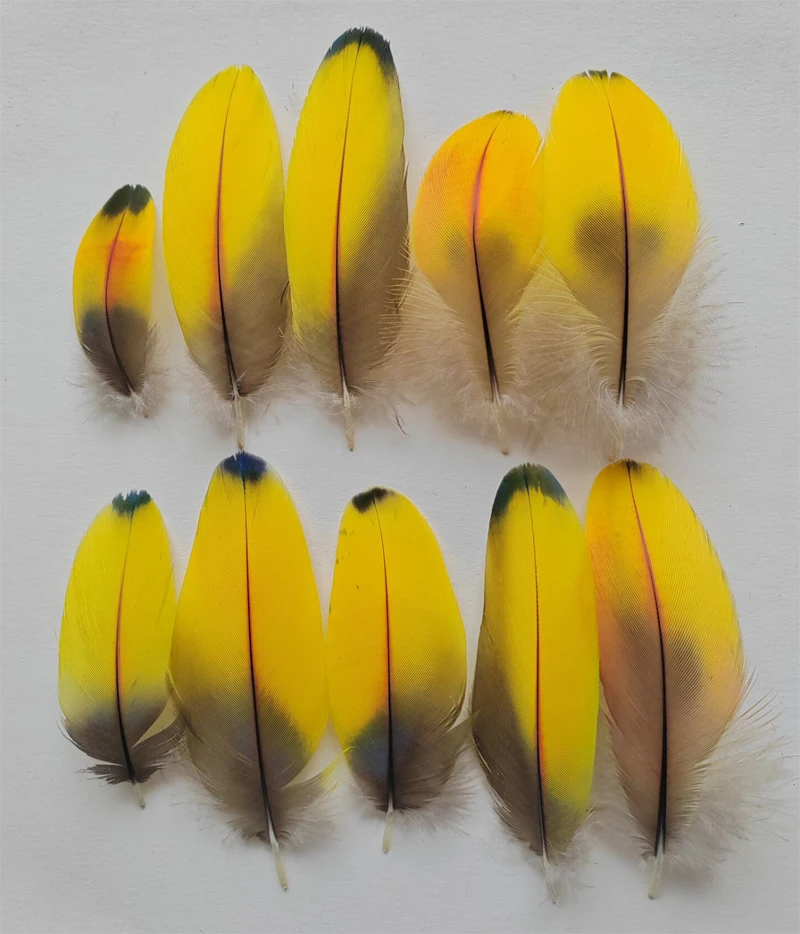 

Верхние перья, используемые для рождественского творчества! 10 шт. желтые перья попугая, перья для оперения попугая, длина 6-10 см, декоративные лыжи