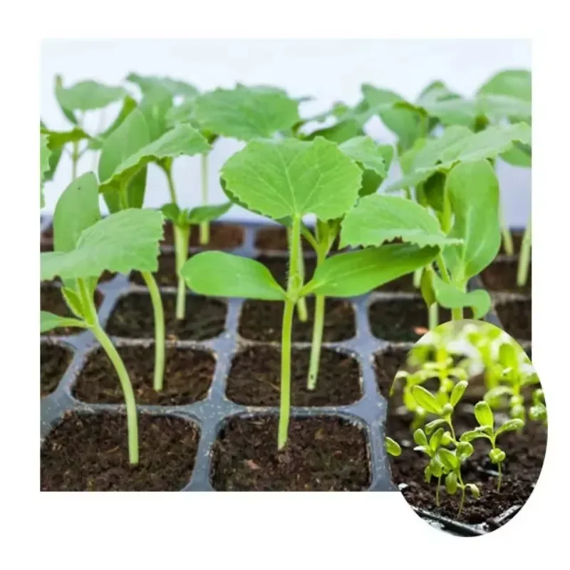 Automatic Plug Tray Seeding Machine Fully Automatic Nursery Soil Filling Hole Punching And Precision Seed Sowing Equipment