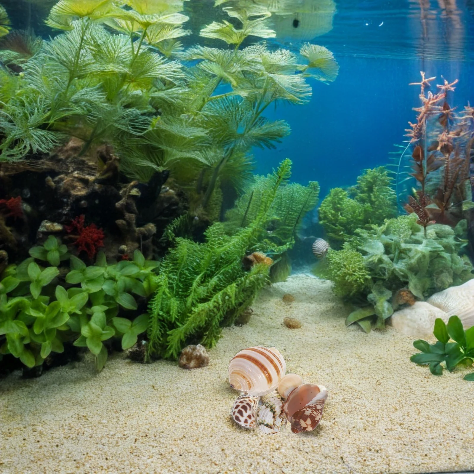 

6pcs Natural Conch For Aquarium Decoration Fish Tank Ornaments Habitat For Hermit Crabs Underwater Landscaping Accessories Beach