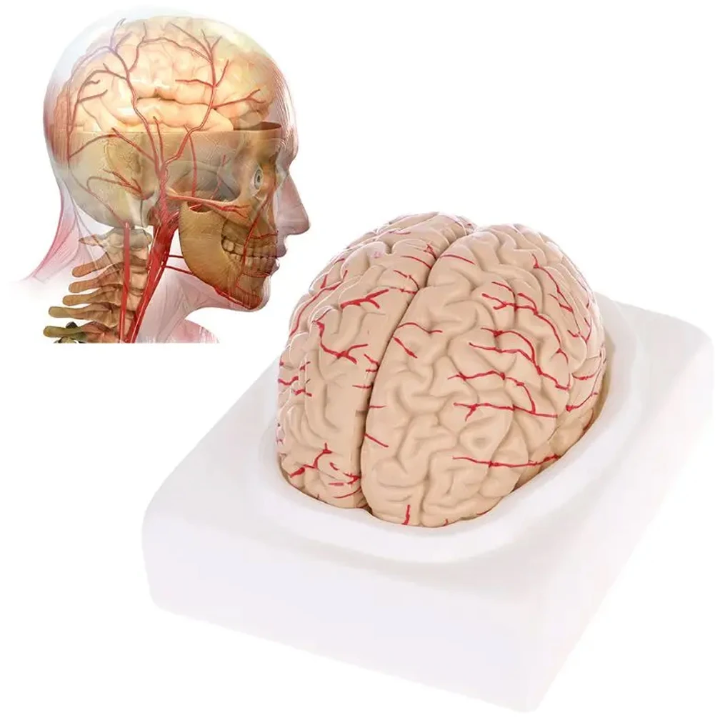 Human Life Size People Brain Functional Area Model Anatomy for Science Classroom Study Display Teaching Sculptures School Lab