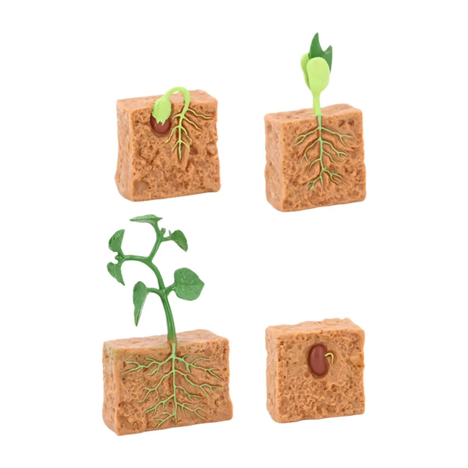 

Life Cycle of A Green Plant. Life Cycle of A Plant. Montessori Figures for Boys