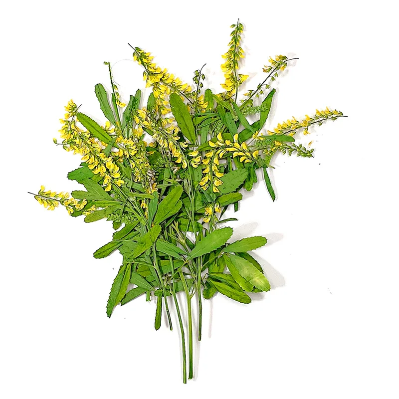 60pcs Pressed Dried Yellow Melilotus Officinalis Stalk Flower Plant Herbarium For Jewelry Phone Case Bookmark Postcard Craft DIY