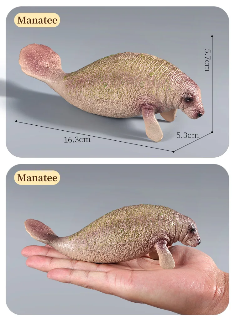 Simulations-Actionfiguren „Ozean, Meer, Leben, Tiere – Walross, Seekuh, Seelöwe, Lernspielzeug für Kinder, Marine-Modell-Kollektion – Detail 16