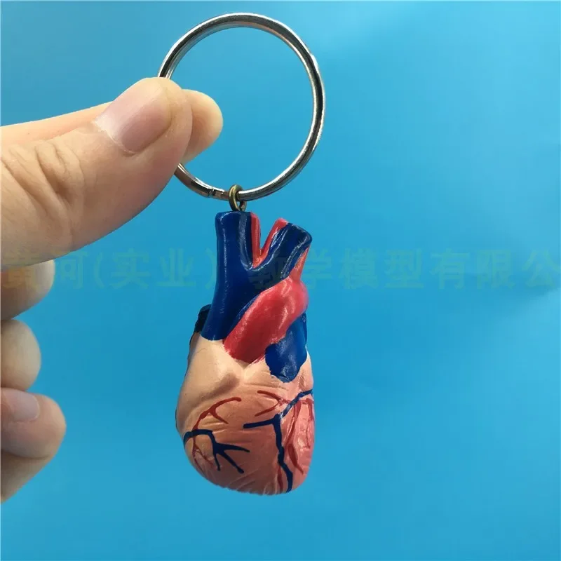 Heart Keychain Car Ornaments Creative Gift Human Viscera Model Key Chain Gift Belt Chain Jewelry