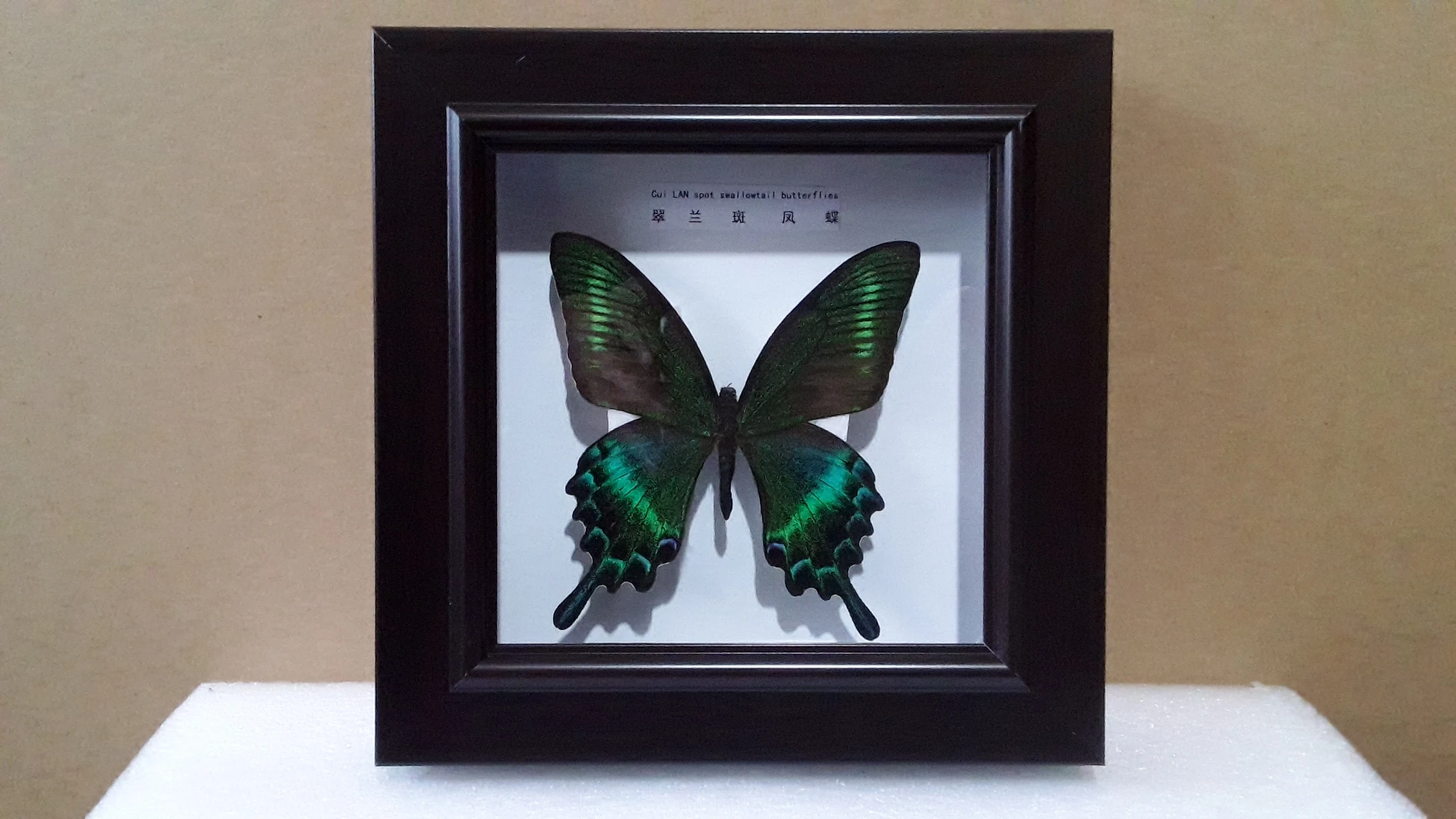 24 Styles Real Butterfly Specimen Photo Frame Stereo Specimen Desk Ornament Living Room Decoration Children's Gift Square