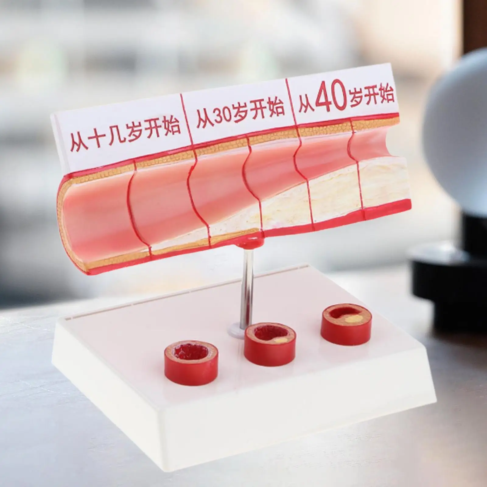 نموذج تشريح الأوعية الدموية البشرية أداة عرض تعليمية احترافية لتعلم دراسة المدرسة في الفصول الدراسية