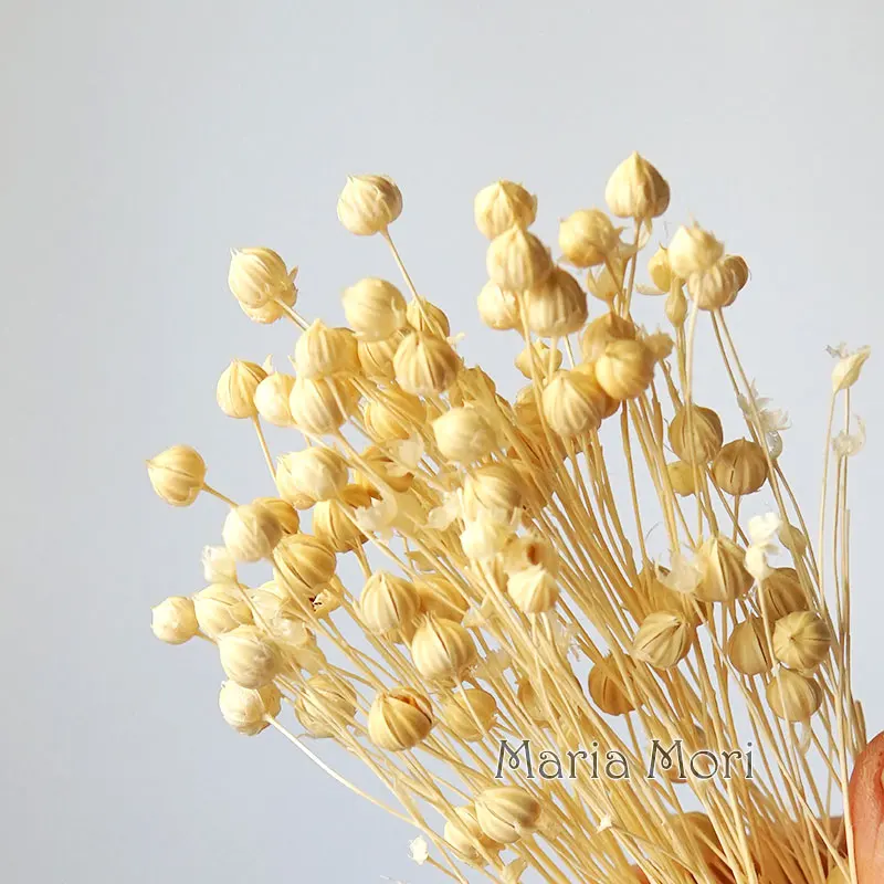 5 جرام/ملون محفوظ الكتان الفول الطبيعي الزهور الحقيقية المجففة الشموع المعطرة الايبوكسي اليدوية DIY بها بنفسك المواد ديكور المنزل