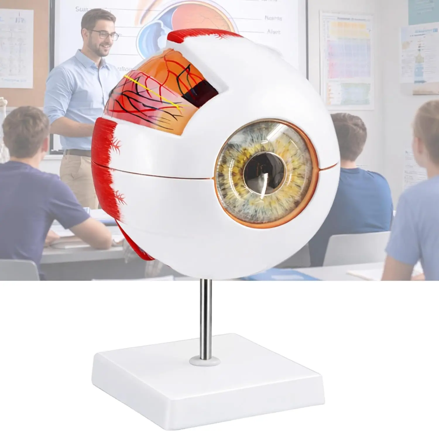 3X 6X Human Eyeball Anatomy Model 8-Part Detachable for Eye Diseases Study Science Education Display Medical Human Organs Teach