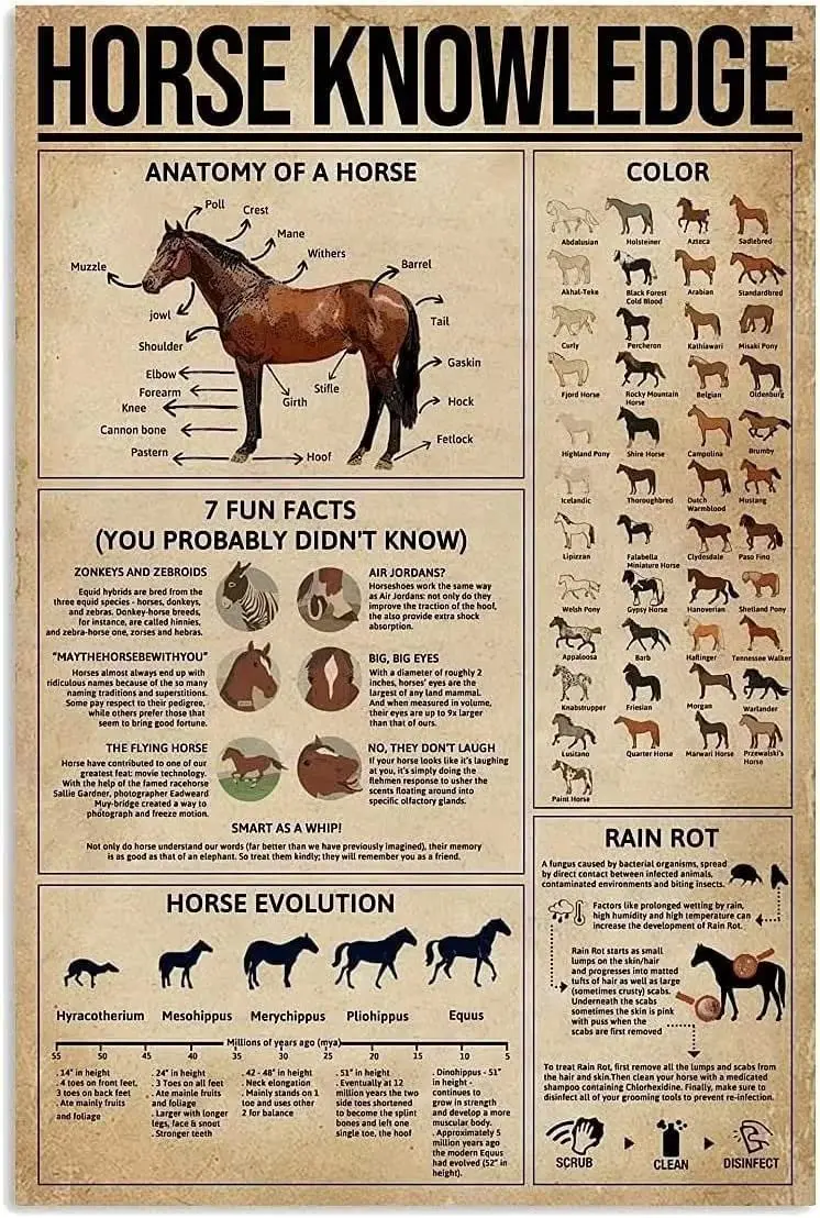 Affiche métallique vintage « Anatomie du cheval » – Décoration pour école, science, café, club, salon, cuisine
