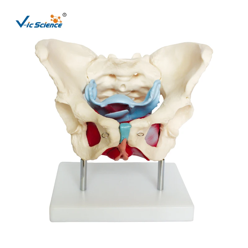 

Medical Education Advance Female Pelvic Muscles and Organs Skeleton Model