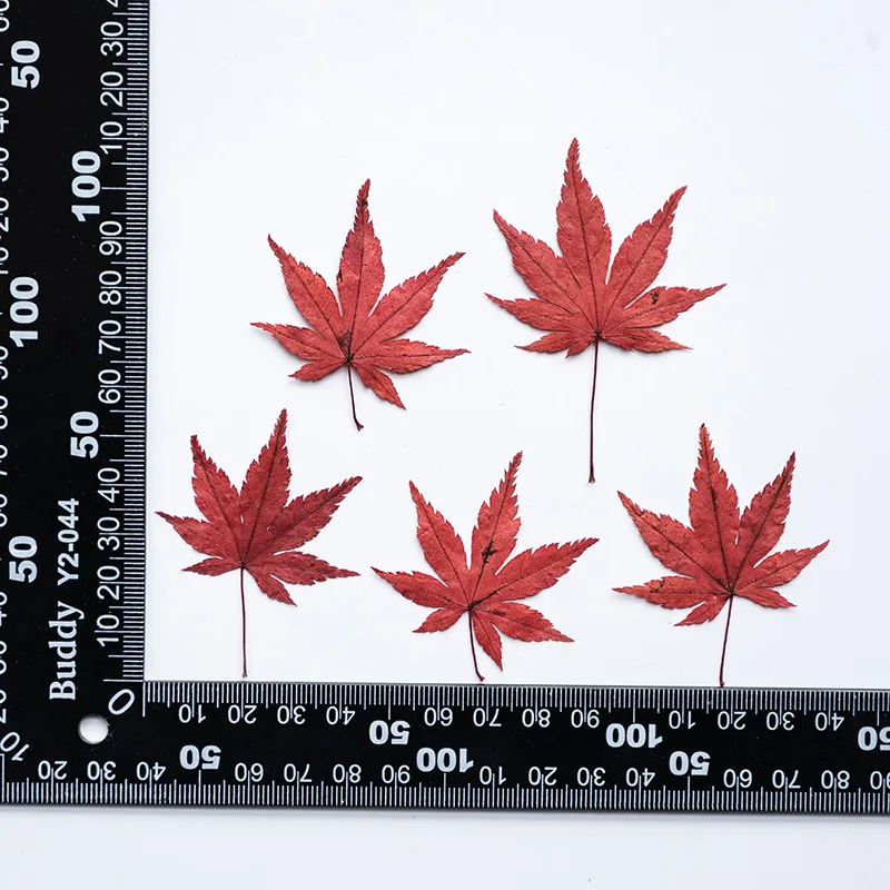 4-5cm/24pcs,natural pressed Maple Leaves,dry flower real Autumn Leaf Petals embossed phone case DIY bookmark photo frame decor