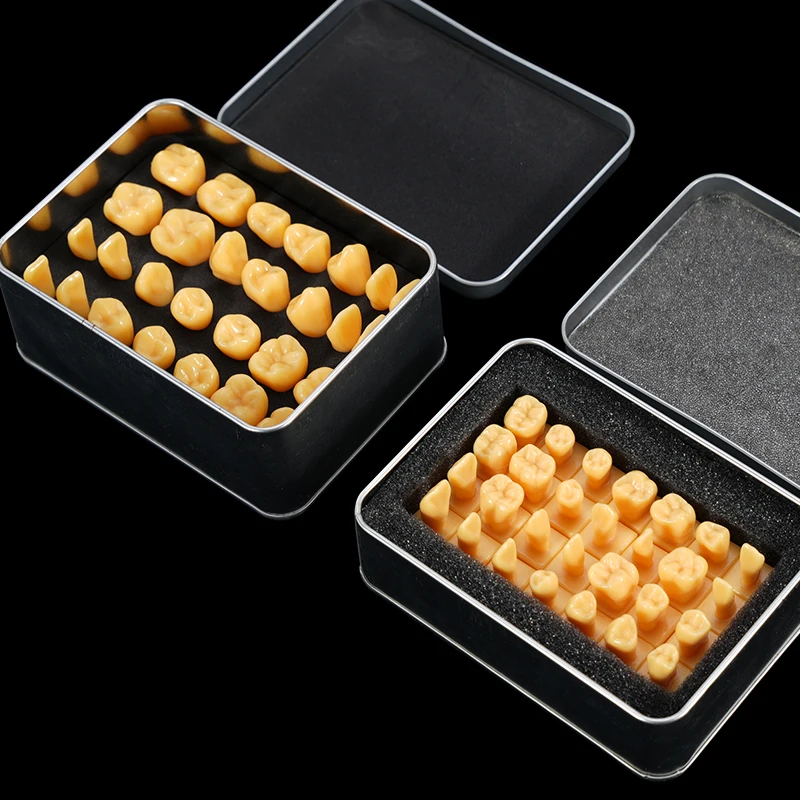 28Pcs Teeth Carved Teaching Model Dentist Students Practice Standard Tooth Structure Carving Teaching Comparison Model